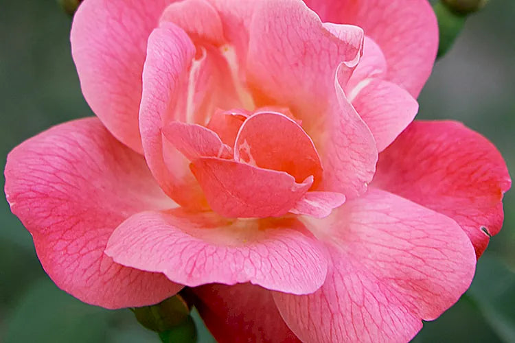 ARABIAN ROSE