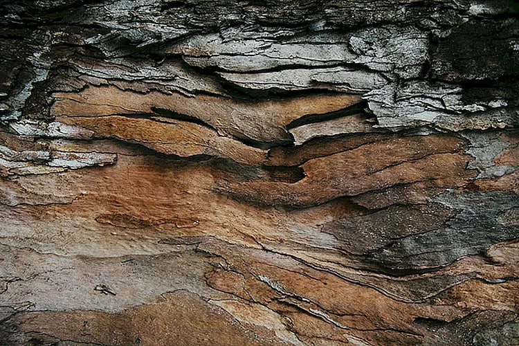 Cedarwood