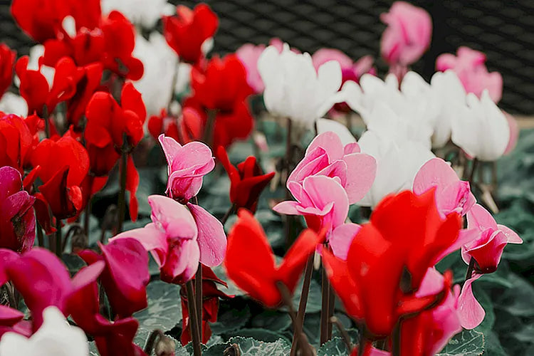 CYCLAMEN