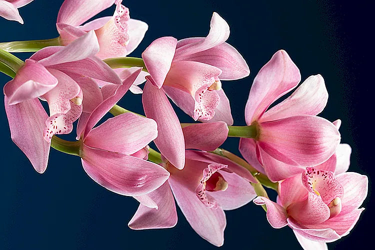 FREESIA