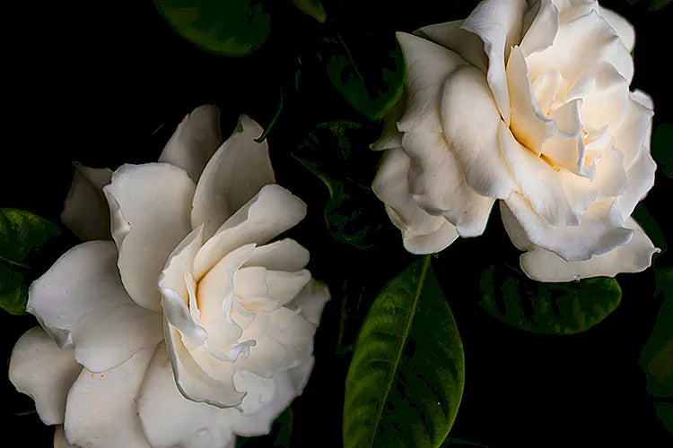 Gardenia