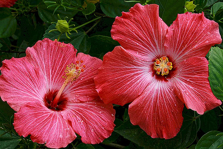 Hibiscus