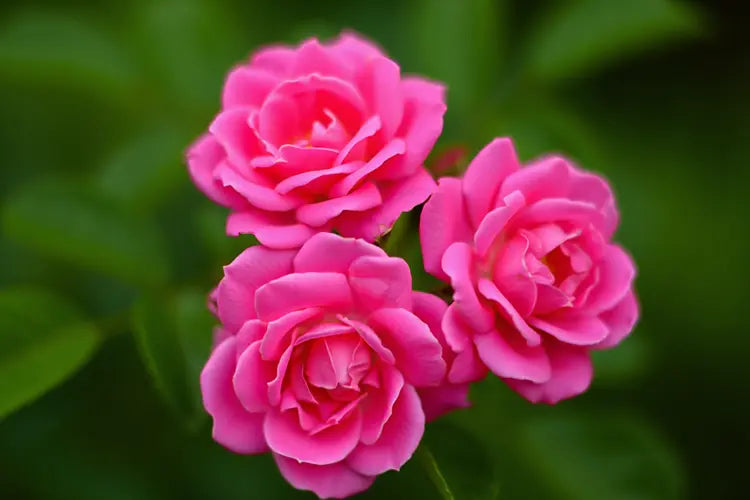 Indian_rose