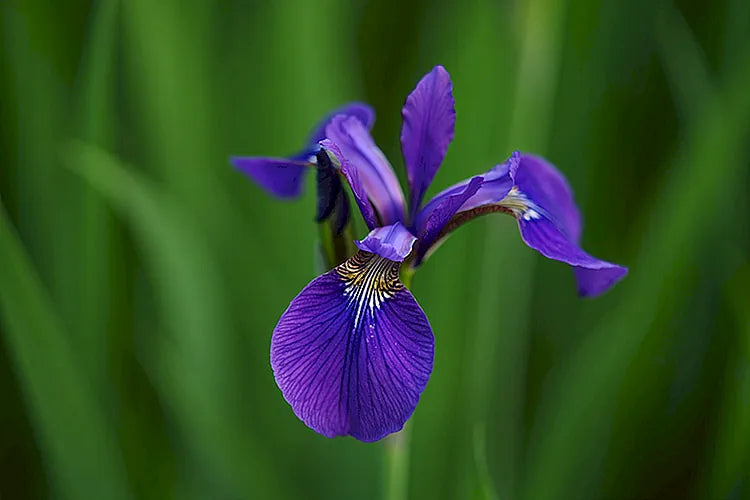 Iris