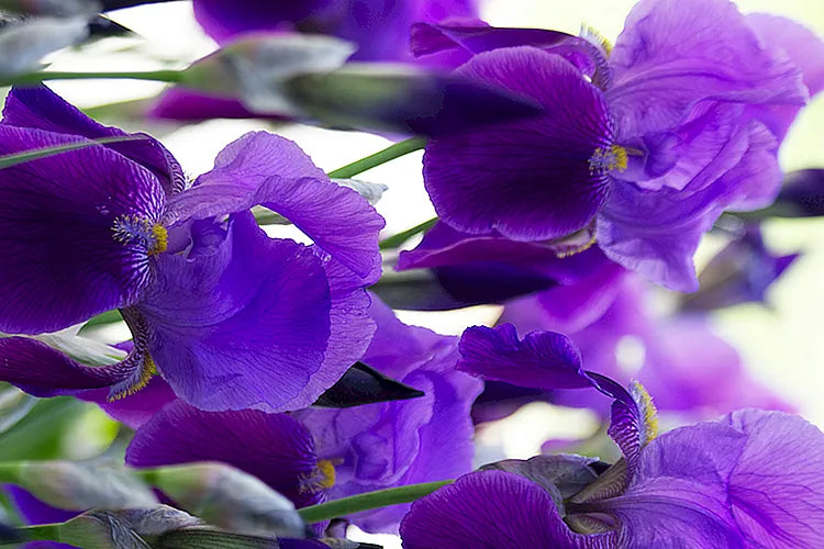 IRIS WOOD