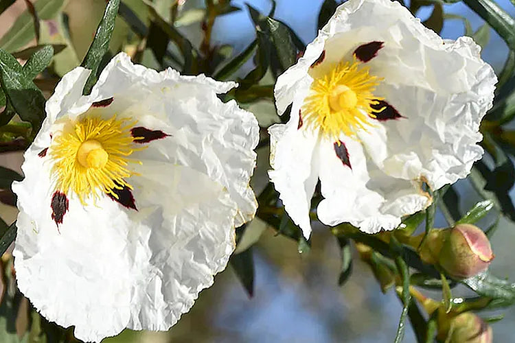 Labdanum