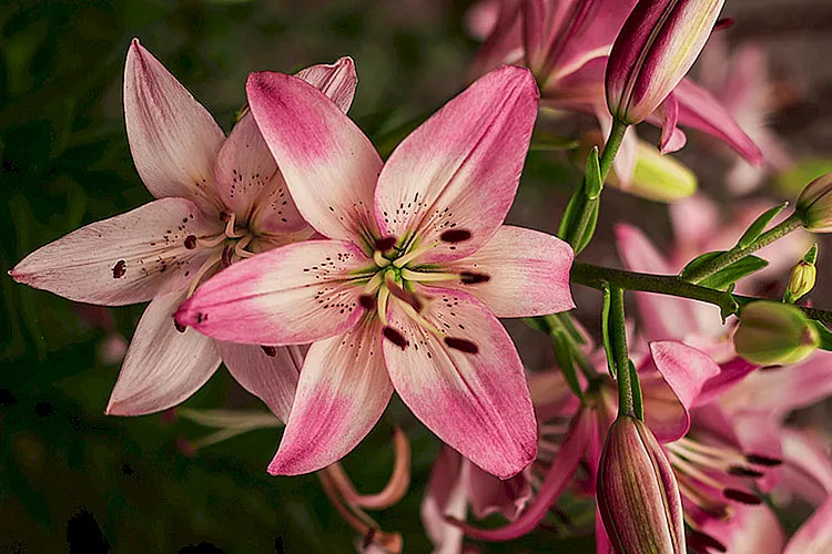 Lily