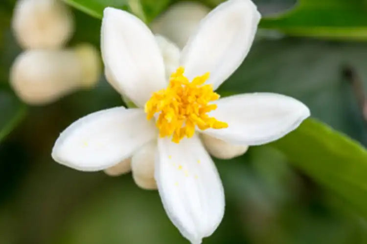 Orange_blossom