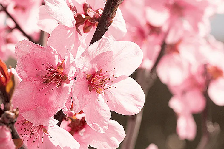 Peach_blossom