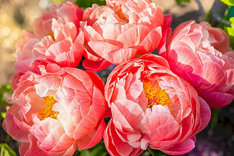 Peony
