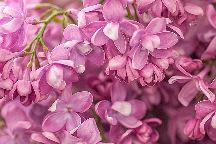 PINK ORCHID
