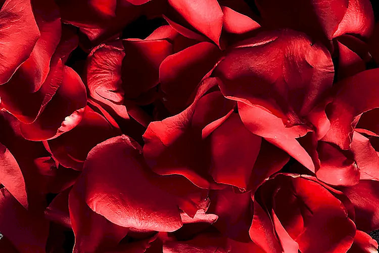 RED ROSE