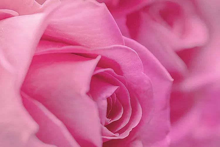TAIF ROSE