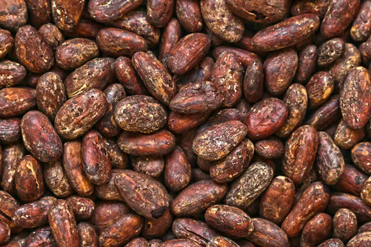 TONKA BEAN