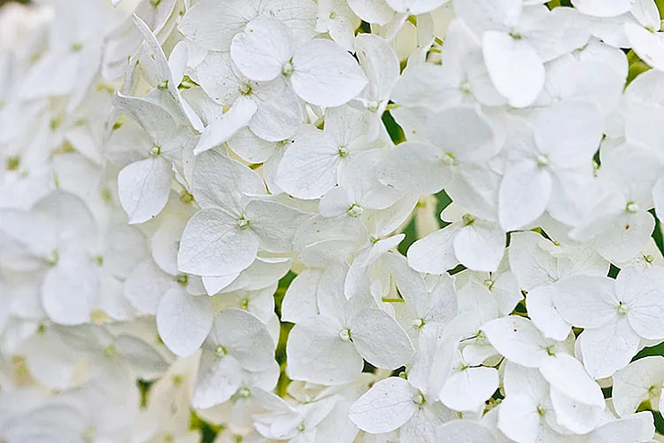 TUBEROSE