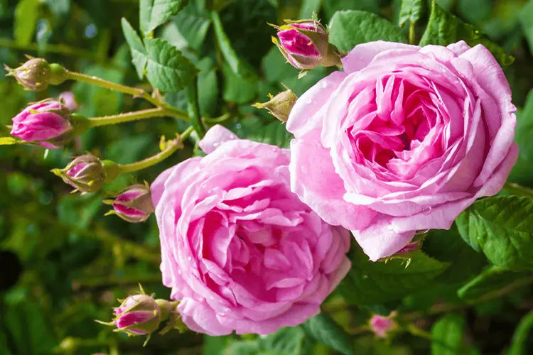 TURKISH ROSE