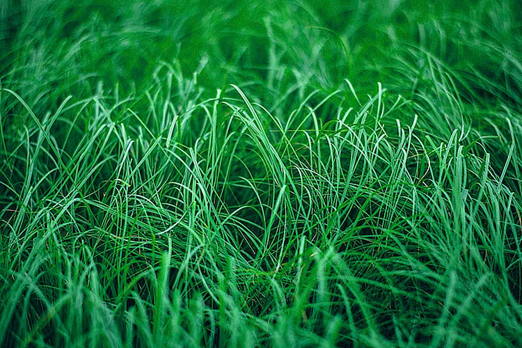 VETIVER
