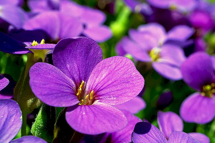 VIOLET FLOWER