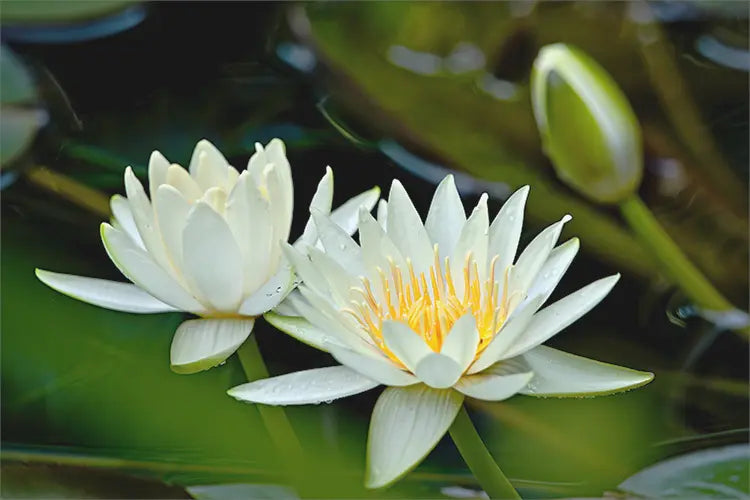 Water_lily