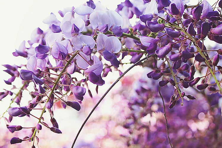 Wisteria