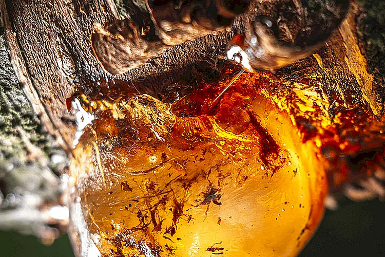 Balsamic