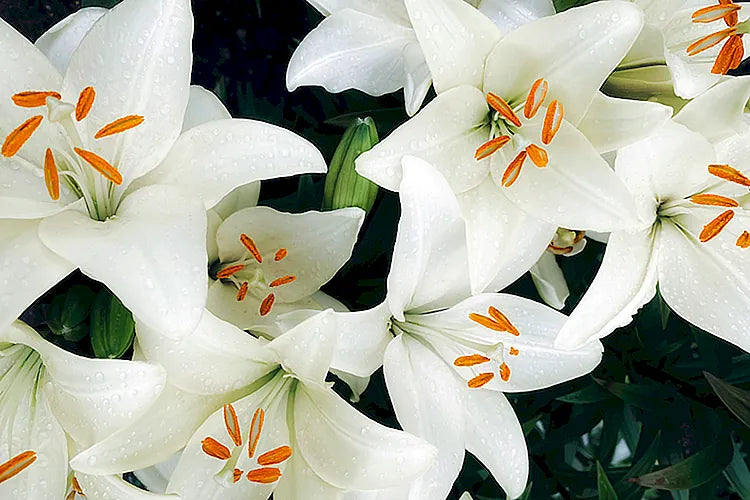 Jasmine