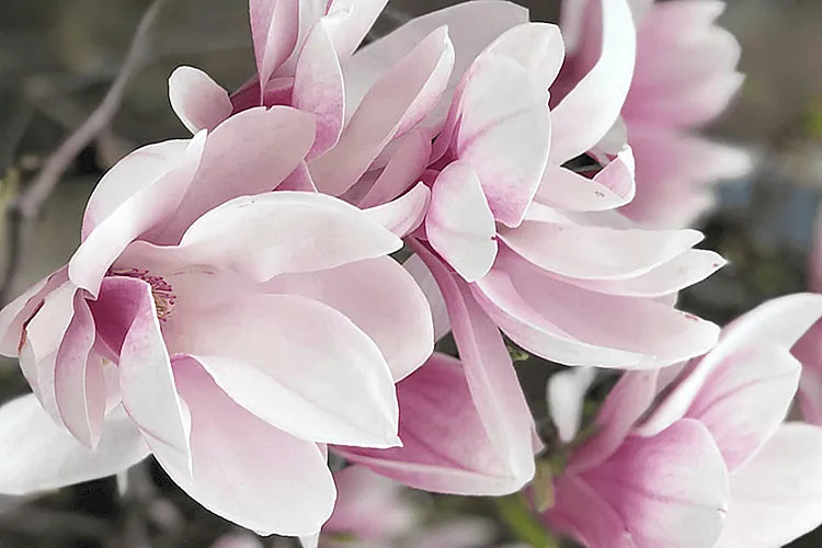 MAGNOLIA