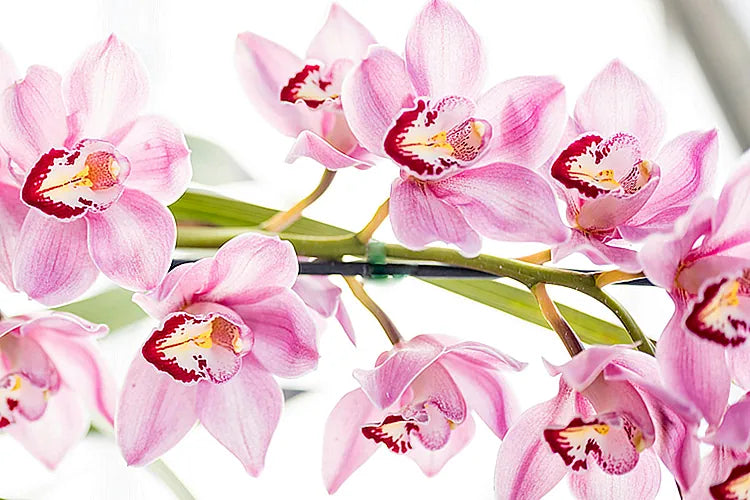 Orchids