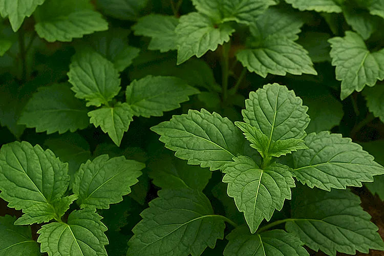 PATCHOULI